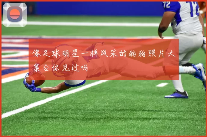 像足球明星一样风采的狗狗照片大集合你见过吗