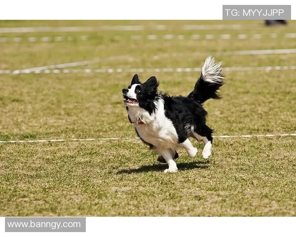 北京飞盘队逆袭之路：从传统到创新的全新挑战与突破